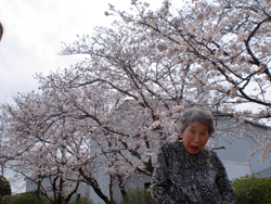 春にはお花見 春にはお花見